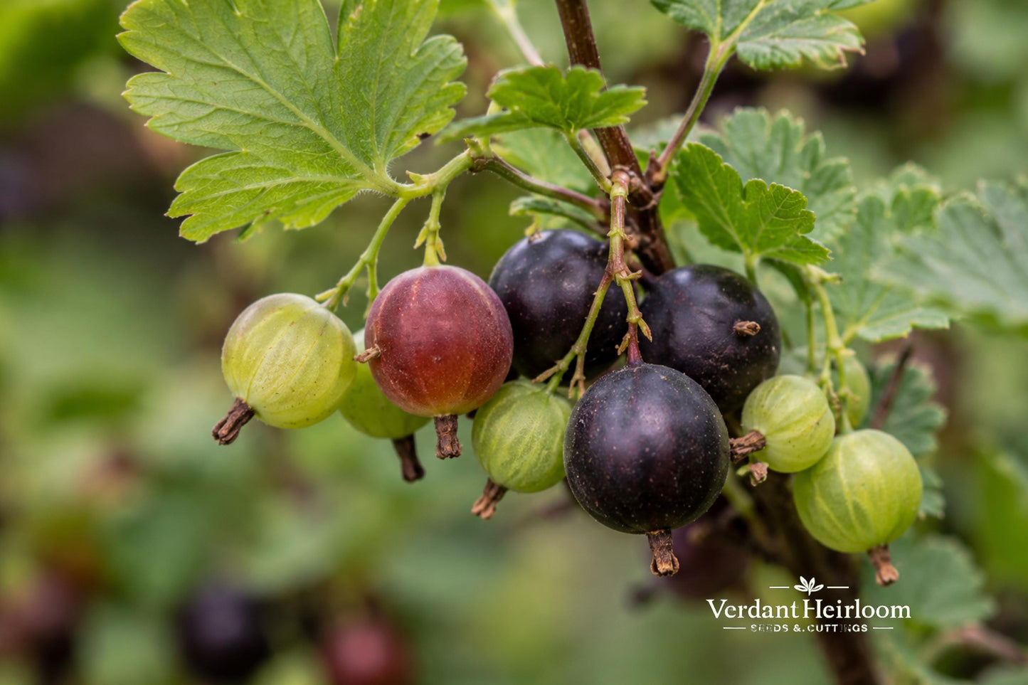 Jostaberry Cuttings – 12 Dormant Ribes nidigrolaria Berry Shrub for Outdoor Garden, Fruiting, Hardy Perennial