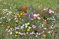 Perennial Wildflower Seed Mix Kit – Mixed Species for Naturalized Gardens, Pollinator-Friendly, Full Sun, Well-Drained Soil