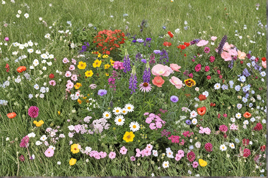 Perennial Wildflower Seed Mix Kit – Mixed Species for Naturalized Gardens, Pollinator-Friendly, Full Sun, Well-Drained Soil