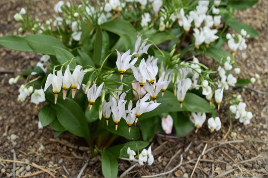 Midland Shooting Star Seeds – Dodecatheon meadia Perennial Wildflower for Native Gardens, Prairie & Woodland Landscapes