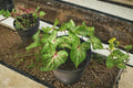 Gingerland Caladium Bulb – Caladium bicolor Foliage Plant for Shade Gardens & Containers