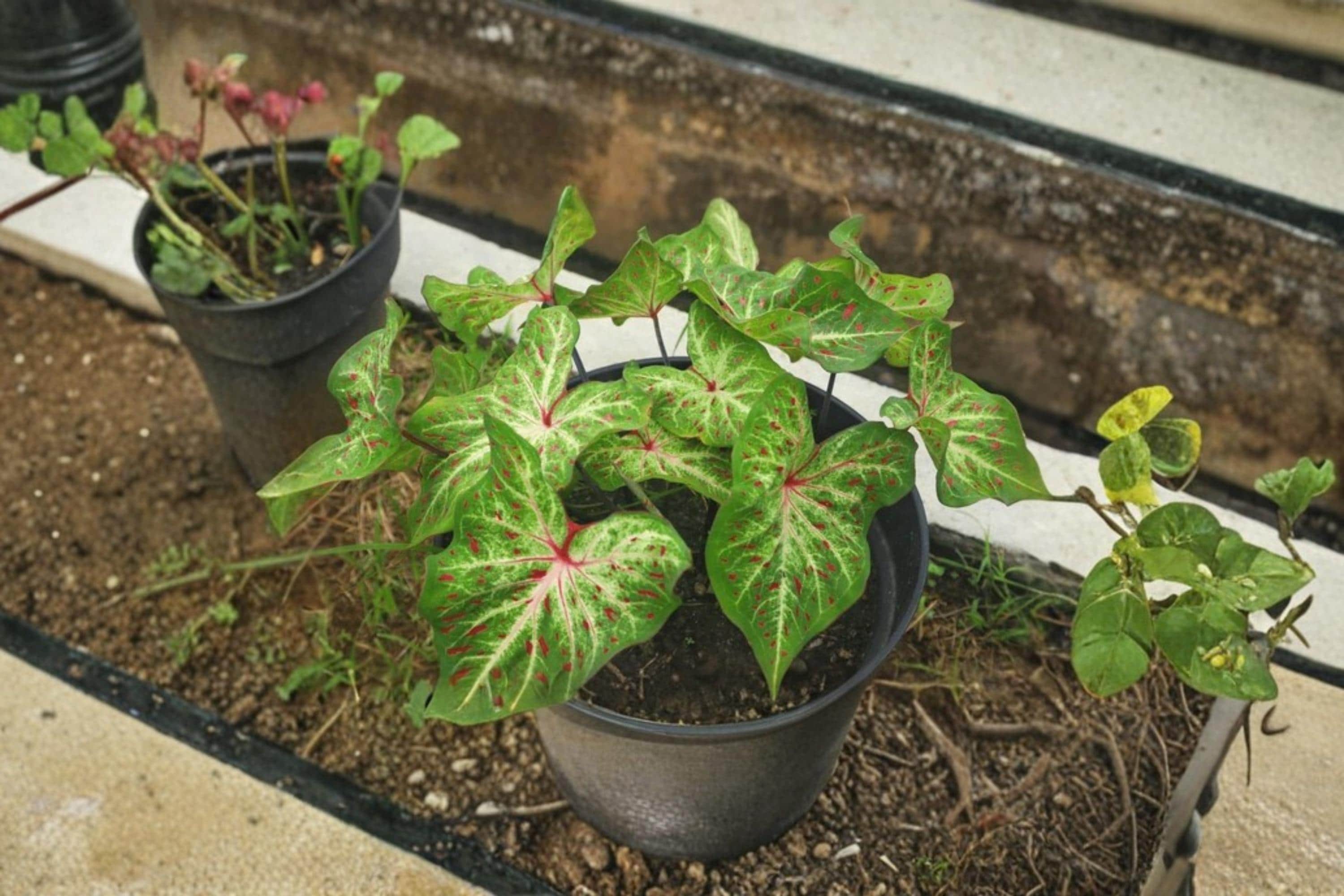 Gingerland Caladium Bulb – Caladium bicolor Foliage Plant for Shade Gardens & Containers
