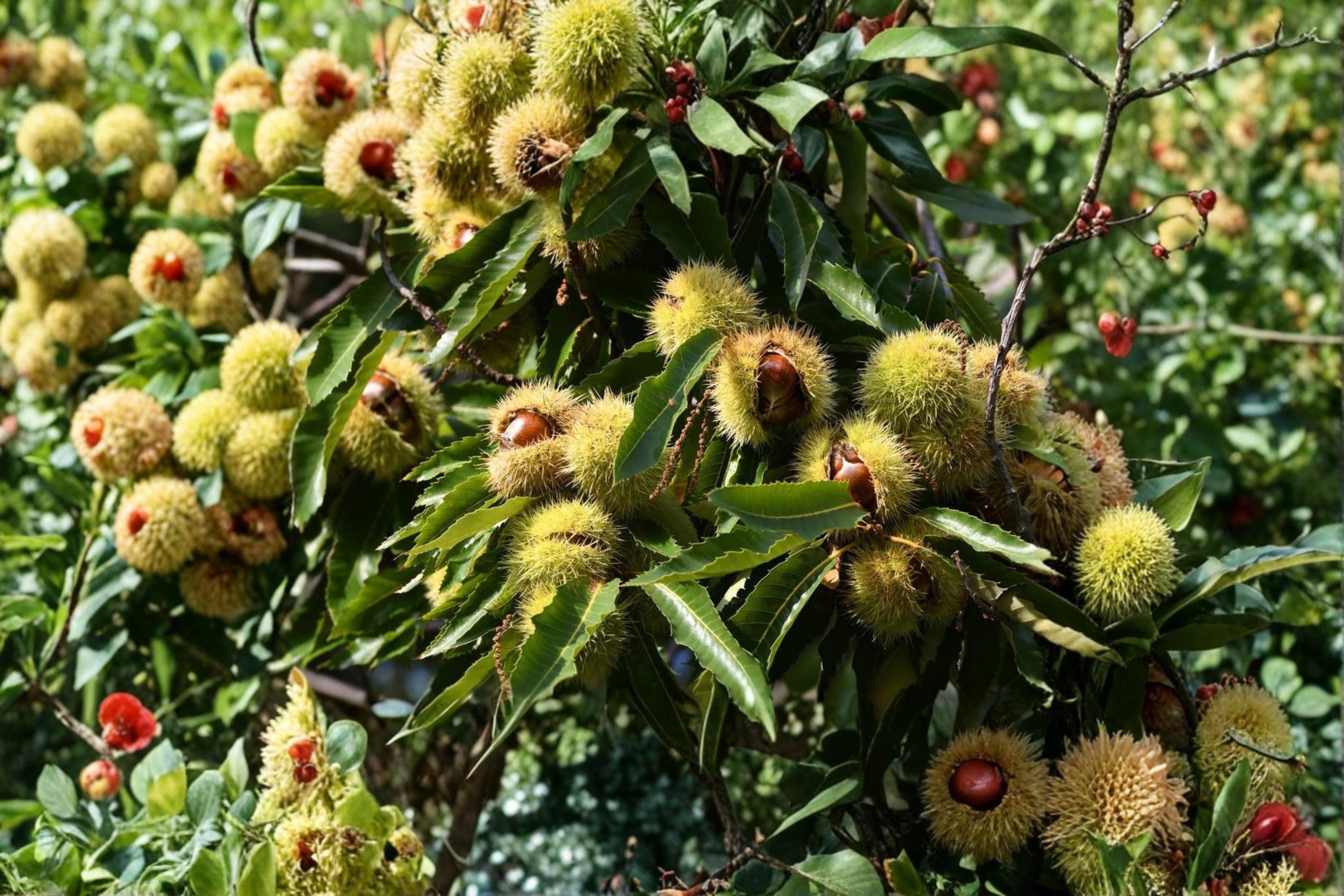 Chestnut Tree Seeds – 6 Pack, Nut-Producing Deciduous Tree for Outdoor Planting, Full Sun, Well-Drained Soil