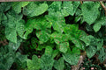 Florida Clown Caladium Bulbs – Caladium bicolor, Shade-loving Tropical Foliage Plant, 10 Bulbs