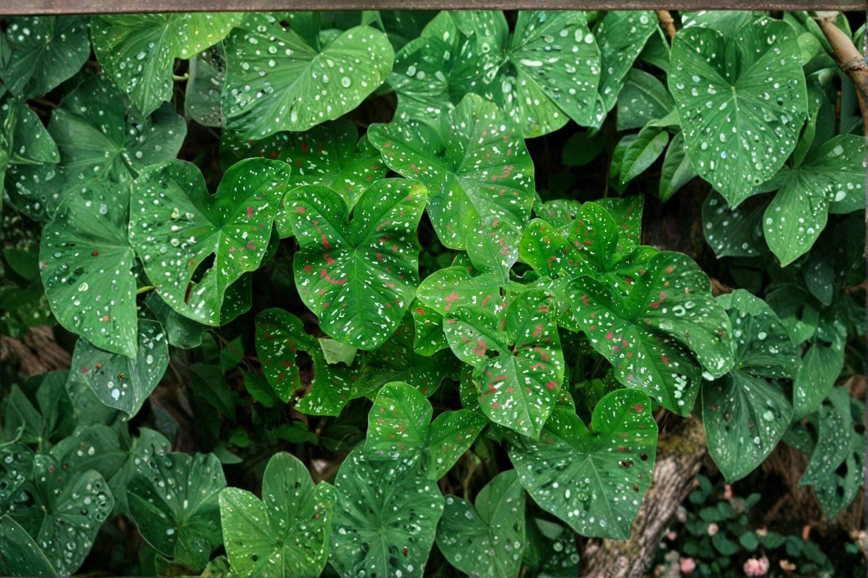 Florida Clown Caladium Bulbs – Caladium bicolor, Shade-loving Tropical Foliage Plant, 10 Bulbs