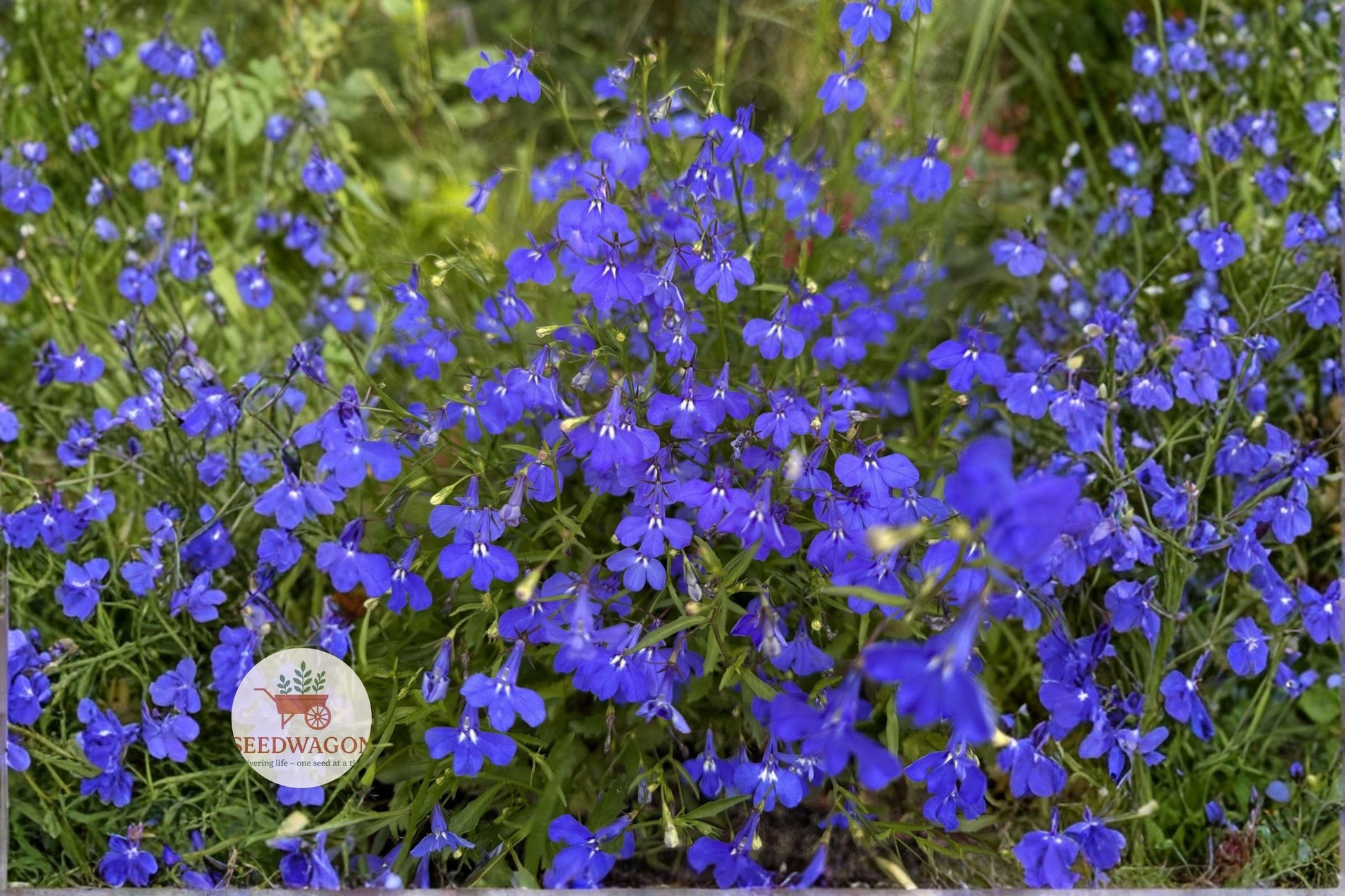 Monsoon Lobelia Seeds 200 | Electric Blue Lobelia erinus for Hanging Baskets & Containers | Summer Blooming Annual