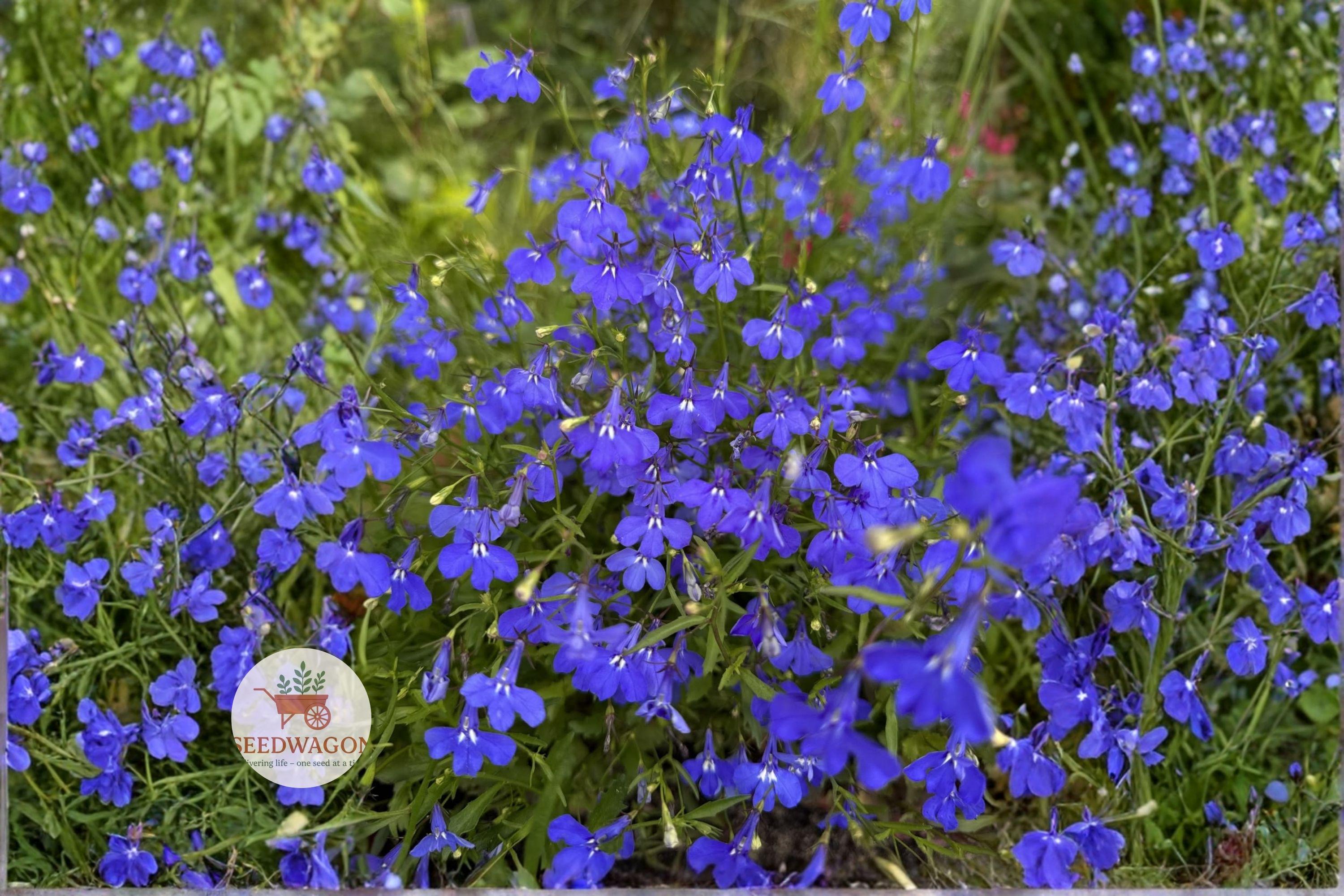 Monsoon Lobelia Seeds 200 | Electric Blue Lobelia erinus for Hanging Baskets & Containers | Summer Blooming Annual