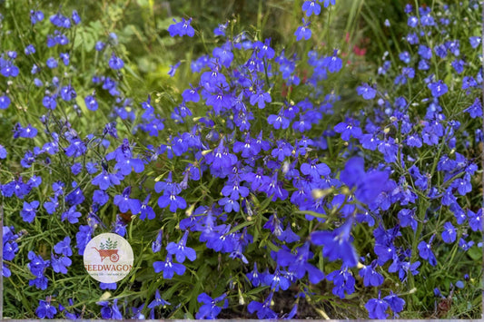 Monsoon Lobelia Seeds 200 | Electric Blue Lobelia erinus for Hanging Baskets & Containers | Summer Blooming Annual