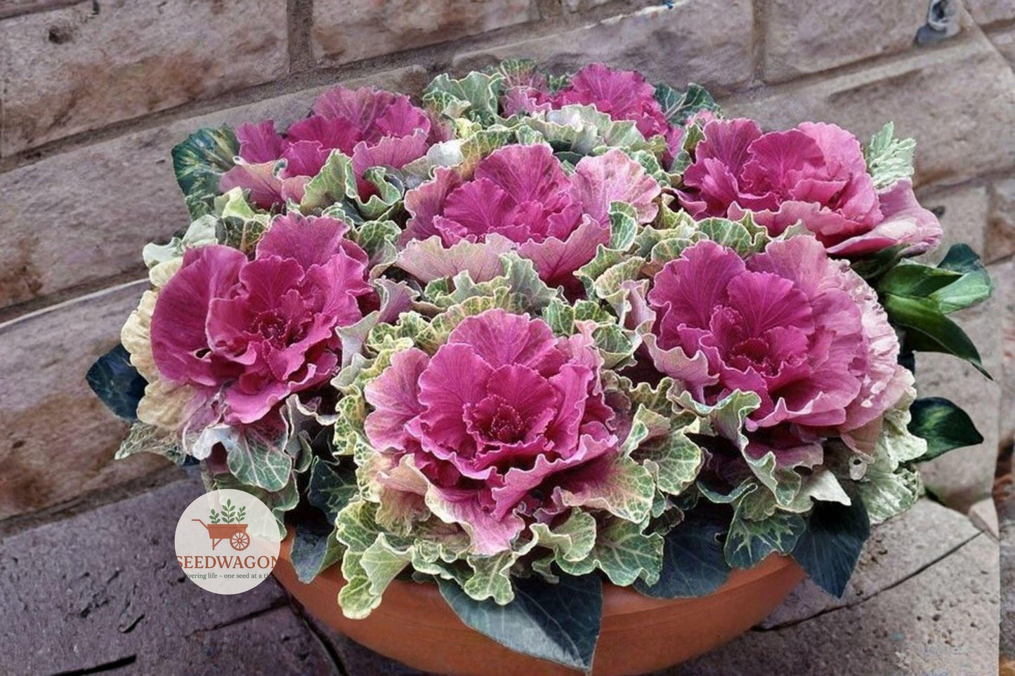 Mixed Ornamental Cabbage Seeds 50 – Brassica oleracea Colorful Fall & Winter Foliage for Gardens & Containers