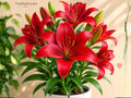 Red Armandale Hybrid Lily Bulbs – Hardy Perennial Lilium Flower for Garden, Border, Container Planting