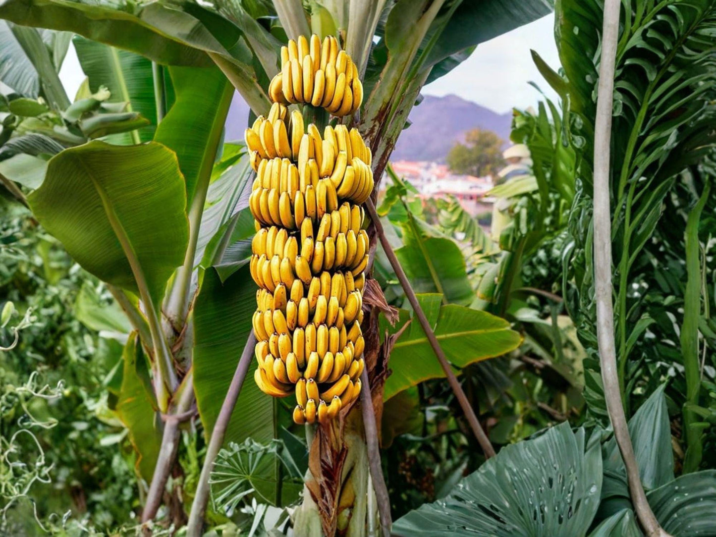 Gran Nain Banana Plant | 3-6 Inch Musa 'Grand Nain' Tropical Fruit Starter | Edible Yellow Bananas, Container & Landscape