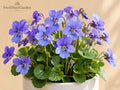 Blue Garden Violet Bare Root Perennial – Viola sororia, Native Ground Cover, Violet-Blue Flowers, Shade Garden Plant