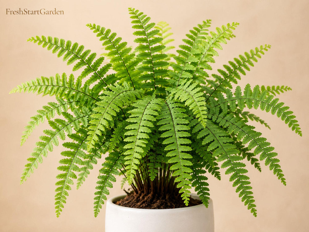 10 Bare Root Northern Maidenhair Fern Adiantum pedatum Shade Garden Fern, Woodland Landscape, Deciduous Fern