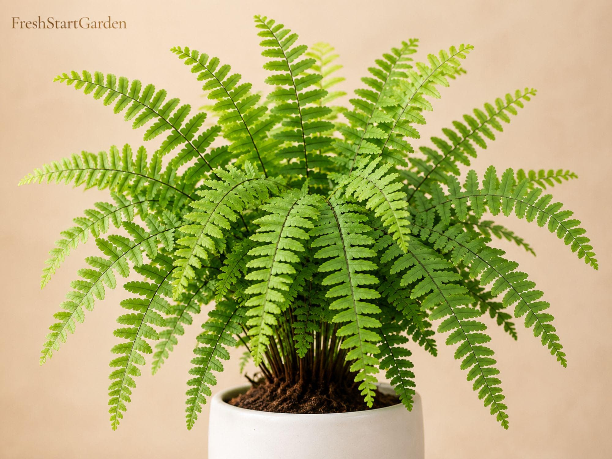 10 Bare Root Northern Maidenhair Fern Adiantum pedatum Shade Garden Fern, Woodland Landscape, Deciduous Fern