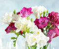 Freesia Romance Collection 30 Bulbs – Fragrant Pink White Double Flowers for Gardens & Containers – Freesia hybrids