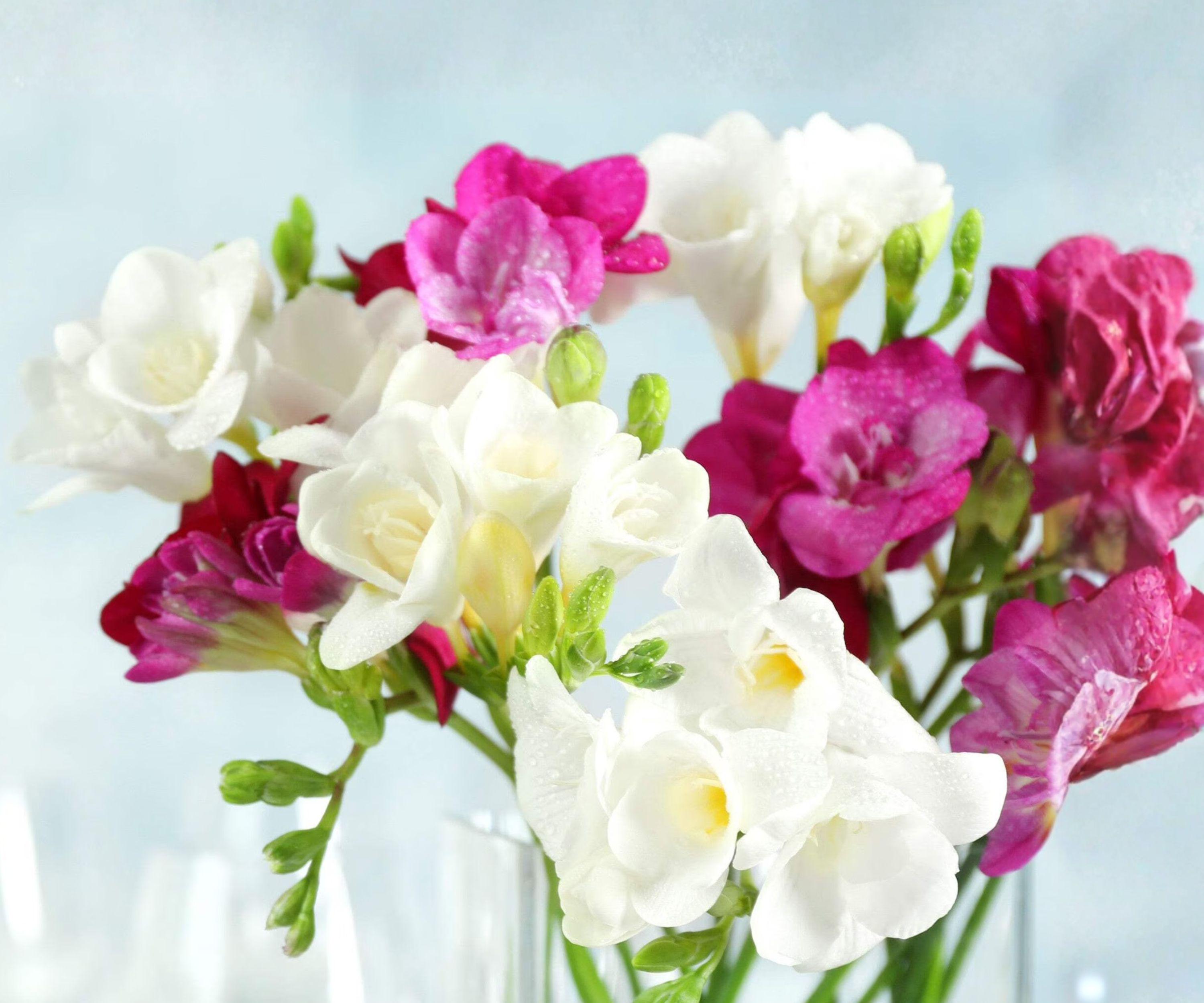 Freesia Romance Collection 30 Bulbs – Fragrant Pink White Double Flowers for Gardens & Containers – Freesia hybrids