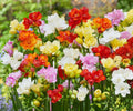 Freesia Flower Bulbs Collection – 60 Fragrant Multicolor Spring Bulbs for Gardens & Bouquets – Freesia hybrids