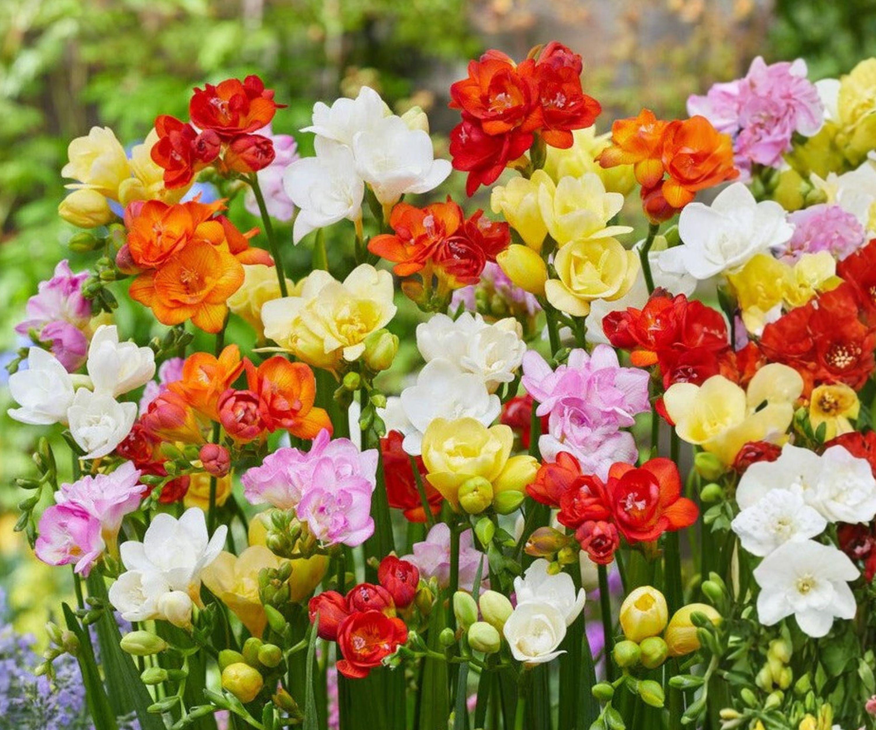 Freesia Flower Bulbs Collection – 60 Fragrant Multicolor Spring Bulbs for Gardens & Bouquets – Freesia hybrids