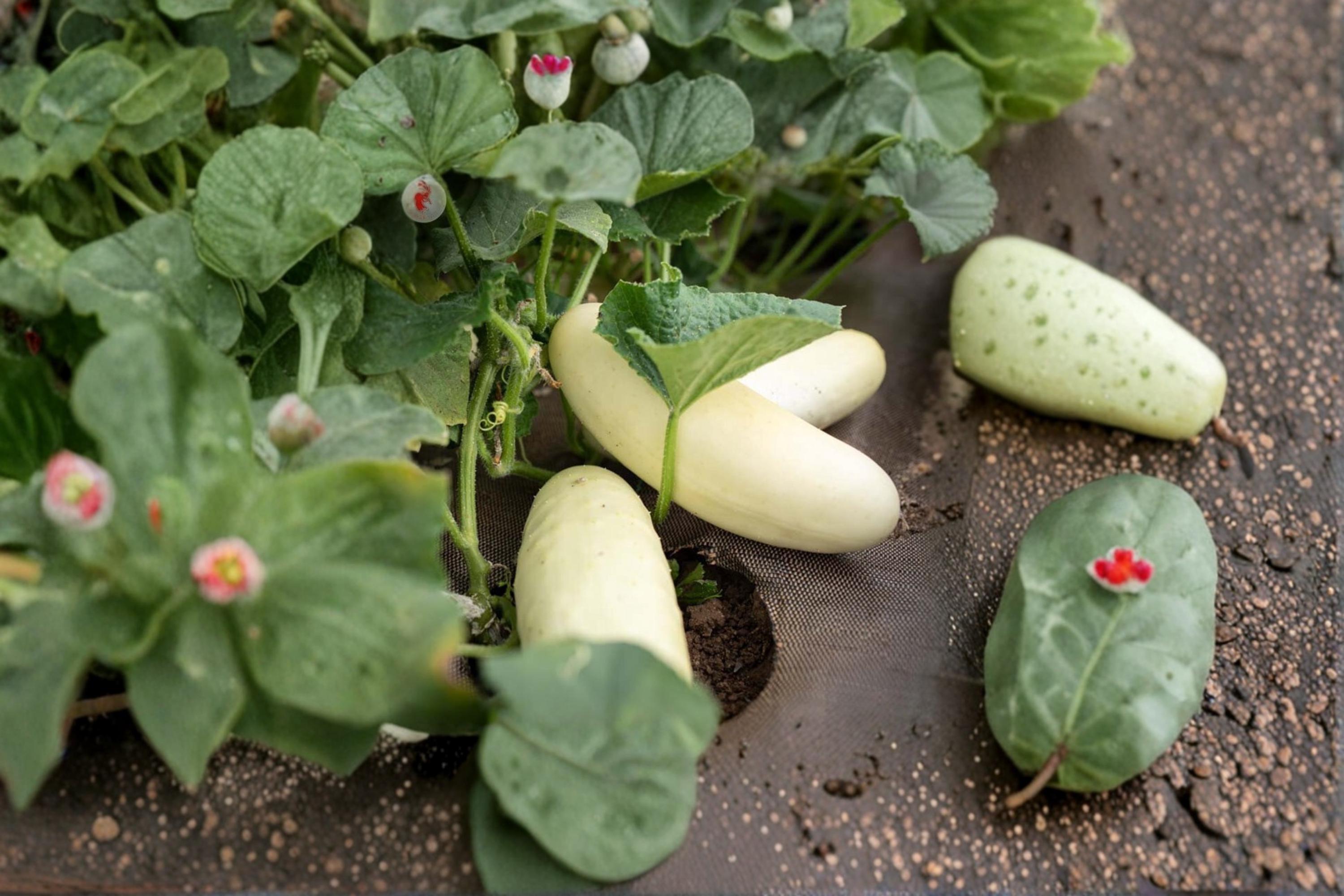 Silver Slicer Cucumber Seeds – Cucumis sativus, Vining Vegetable, Light-Colored Fruit, Garden & Trellis Plant, 50 Seeds
