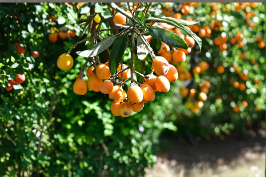 Loquat Seeds – Eriobotrya japonica – Fruit Tree Seeds for Outdoor & Container Planting