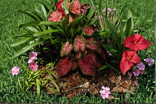 Kathleen Caladium Bulbs – Caladium bicolor Foliage Plant with Pink and Green Leaves, 10 Bulbs for Shade Gardens & Containers