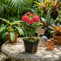 Tip Kesorn Crown of Thorns Starter Plant, Euphorbia milii, Flowering Succulent, Drought Tolerant Indoor & Patio Plant