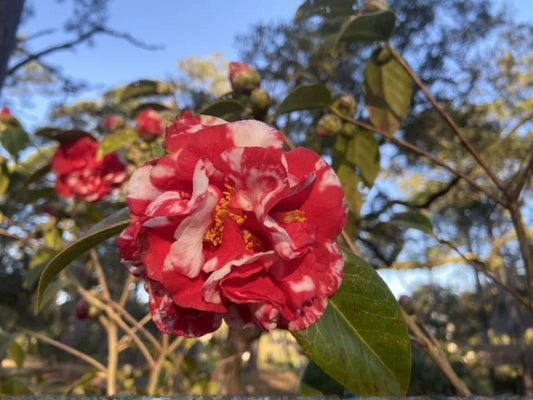 Miss Charleston Variegated Camellia Japonica Starter Plant – Evergreen Flowering Shrub with Variegated Blooms