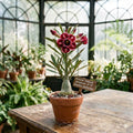 Dragon Tongue Desert Rose Adenium Obesum Seedling – Exotic Flowering Succulent, Rare Caudex Houseplant, 3–4 Inch Tall