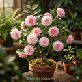 Debutante Camellia Japonica Starter Plant | Evergreen Flowering Shrub with Variable Blooms | Ornamental Garden Plant