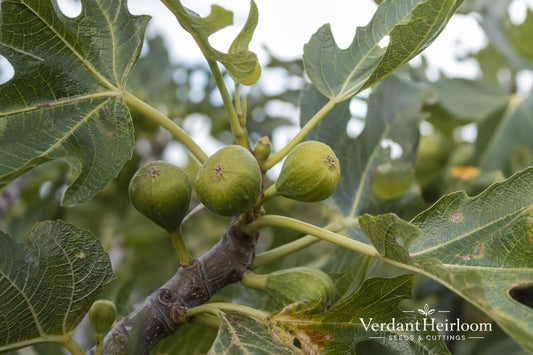 Olympian Fig Rooted Cutting – Ficus carica 'Olympian' – Fruiting Purple Fig Plant for Edible Gardens & Patio Containers