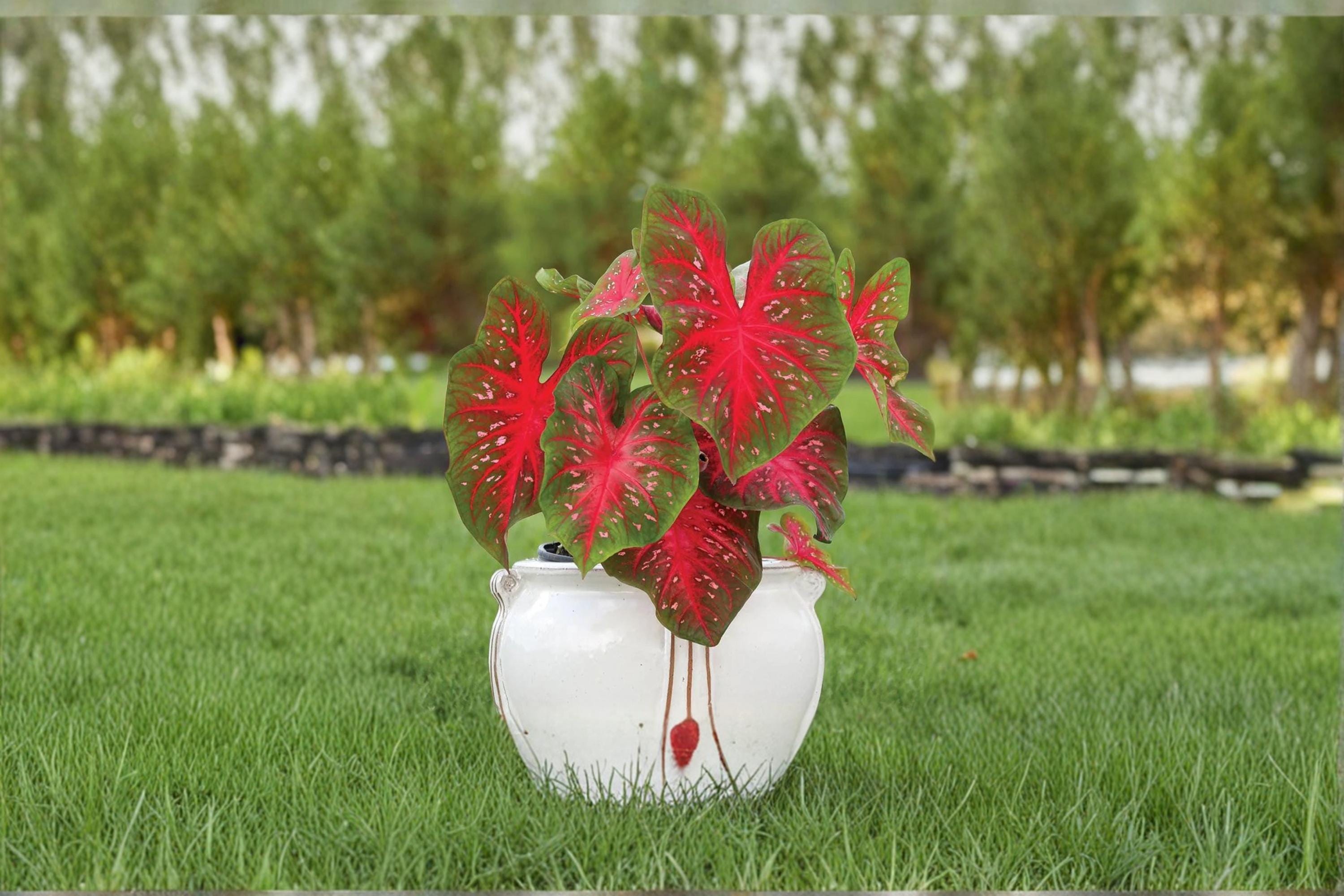 Red Flash Caladium Bulb – Caladium bicolor Tropical Foliage Plant for Shade Gardens & Containers