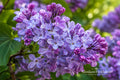 Blue French Lilac Bare Root Plant – Syringa vulgaris 'Nadezhda' – Fragrant Double Blooms, Ornamental Shrub