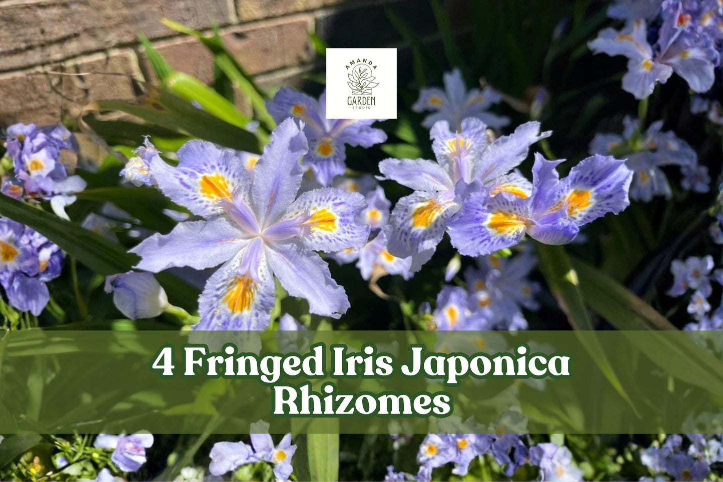 4 Fringed Iris Rhizomes - Iris japonica, Purple Walking Iris Perennial for Shade Gardens, Cottage & Woodland Gardens
