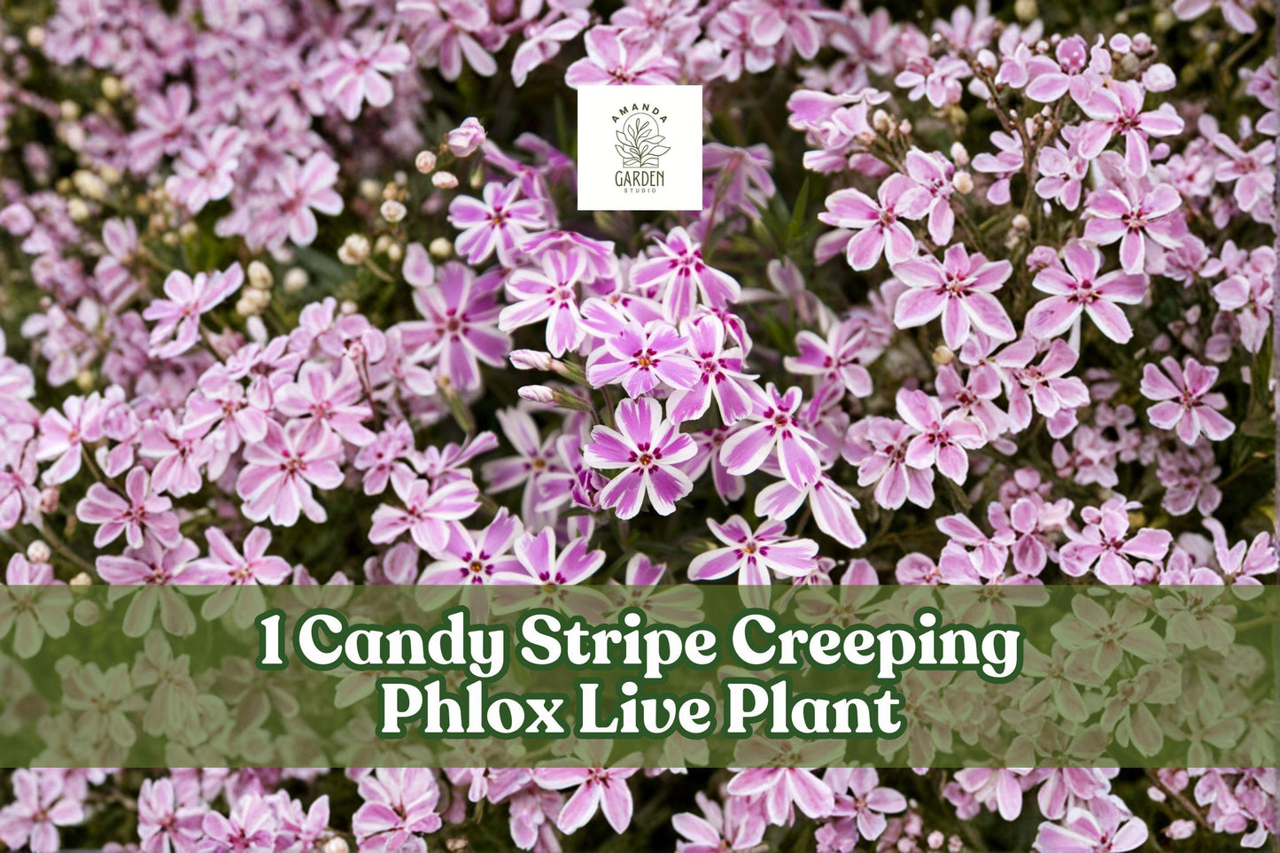 Candy Stripe Creeping Phlox Live Plant Plug | Pink & White Groundcover | Phlox subulata | Low-Growing Perennial