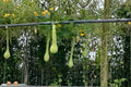 Trombone Squash Seeds – Cucurbita moschata, Vining Summer Vegetable Plant for Garden, Outdoor, Full Sun