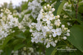 Betsy Ross Lilac Bare Root Plant – Syringa oblata – Fragrant White Blooms, Ornamental Shrub, Full Sun, Hardy Zone 3-8