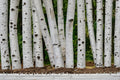 White Paper Birch Seeds – Betula papyrifera, Deciduous Tree for Landscape, Garden, Outdoor Planting