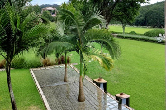 King Palm Seeds, Archontophoenix alexandrae, Tropical Palm for Landscaping & Container Planting, 5 Seeds