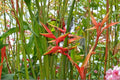 Gold Heliconia Seeds – Heliconia champneiana Tropical Flowering Plant with Yellow Bracts, Garden Landscape, Outdoor Planting