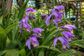 Bletilla Orchid Plant - Lavender Ground Orchid - Bletilla striata 'Kate' - Hardy Perennial for Shade Gardens