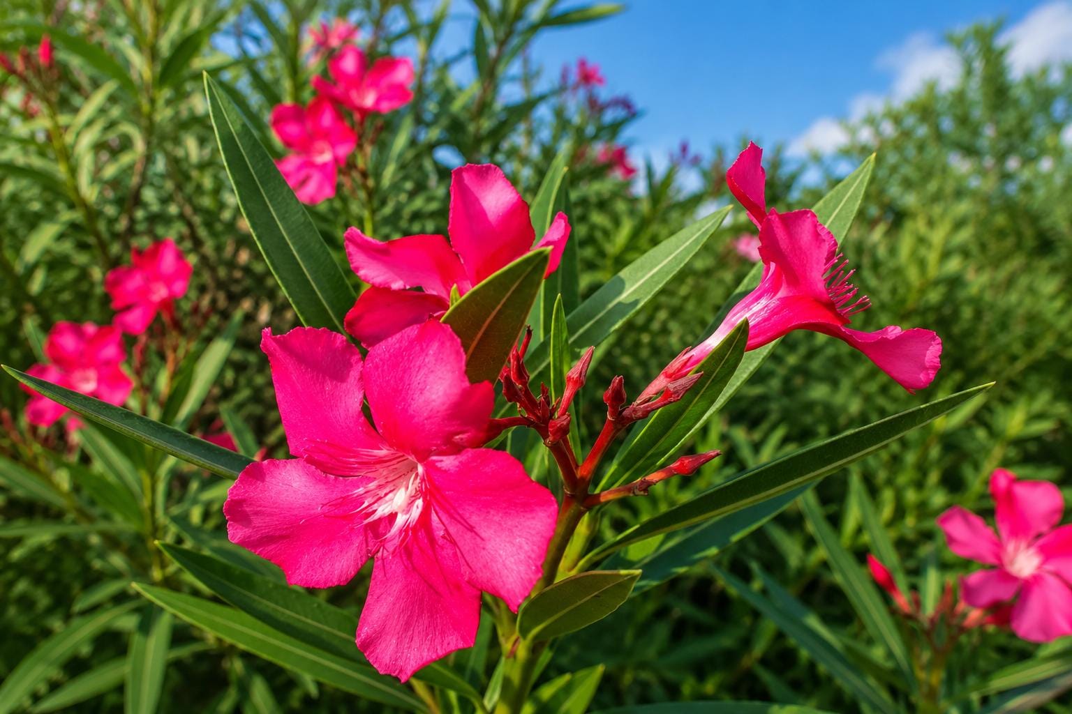 Calypso Nerium Oleander Plant with Hot Pink Flowers - Salt Tolerant Semi-Tropical Shrub for Garden or Indoor Use