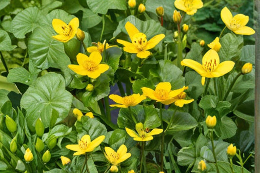 Marsh Marigold Seeds – Caltha palustris – Perennial Water Garden Flower – Wetland Plant, Yellow Blooms, 50 Seeds