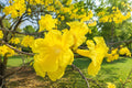 Golden Trumpet Tree Plant - Tropical Yellow Flowering Shrub - Tabebuia chrysotricha for Garden, Landscape & Pollinator Attraction