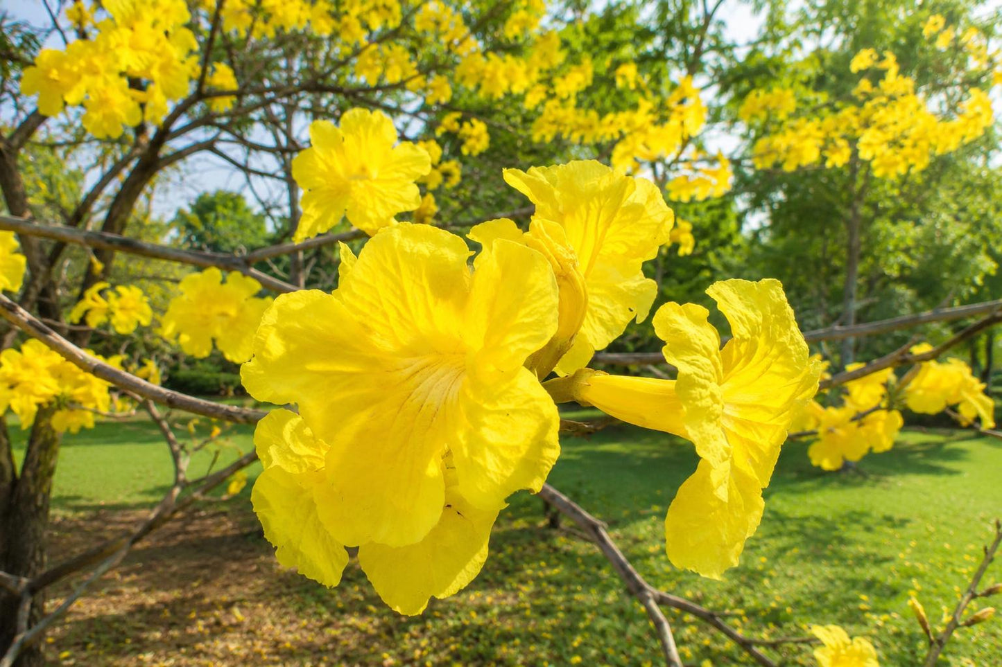 Golden Trumpet Tree Plant - Tropical Yellow Flowering Shrub - Tabebuia chrysotricha for Garden, Landscape & Pollinator Attraction
