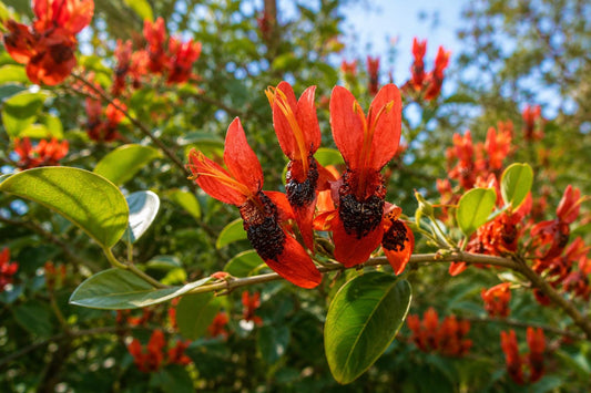 Hummingbird Bush Plant - Tropical Orange Flowers - Attracts Hummingbirds - Tecomaria capensis