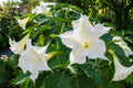 Brugmansia Plant - Cream White Fragrant Flowers - Tropical Angels Trumpet - Brugmansia spp.