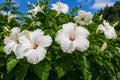 Tropical Hibiscus Plant - Large Whipped Cream Variety - White Pink Flowers - Hibiscus rosa-sinensis