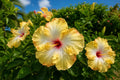 Evangeline Tropical Hibiscus Live Plant 4" Pot | Hibiscus rosa-sinensis | Fancy Bloom, Garden or Indoor