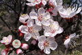 Mandchurian Apricot Seeds – Hardy Edible Fruit Tree, Pink Flowers, Golden Fruits, Prunus armeniaca mandshurica, Cold Climate