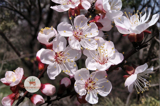 Mandchurian Apricot Seeds – Hardy Edible Fruit Tree, Pink Flowers, Golden Fruits, Prunus armeniaca mandshurica, Cold Climate